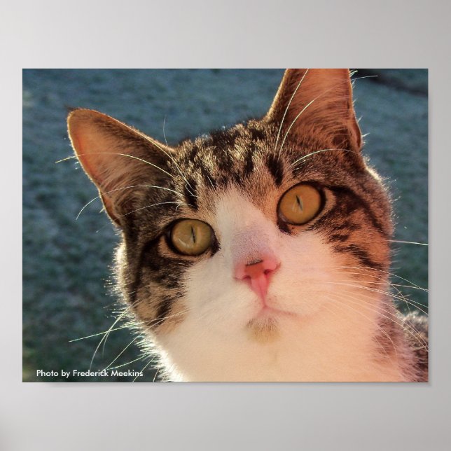 Poster Gazage Feline (Devant)