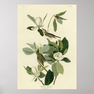 Poster Gazouiller le FLYCATCHER