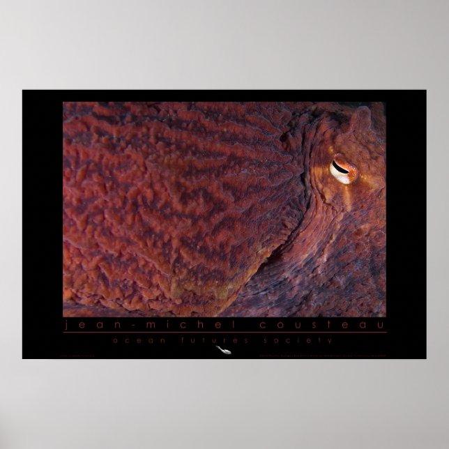 Poster géant de poulpe du Pacifique (Devant)