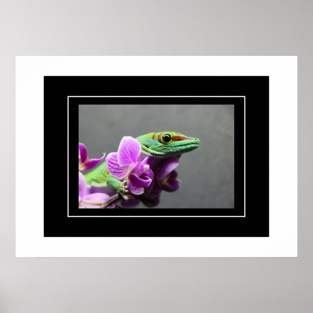 Poster Gecko (Devant)