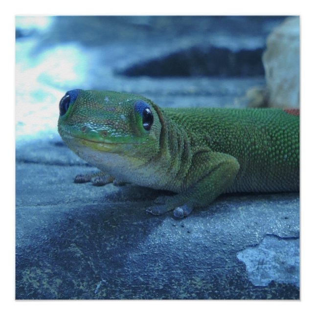Poster Gecko hawaïen (Devant)
