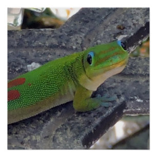 Poster Gecko hawaïen