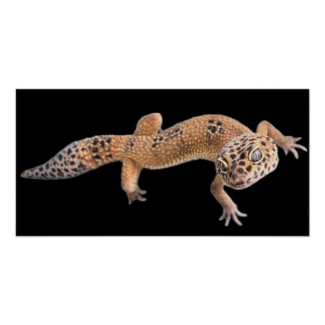 Poster  Gecko léopard  (Devant)