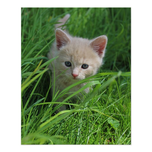 Poster Gentillesse (Devant)