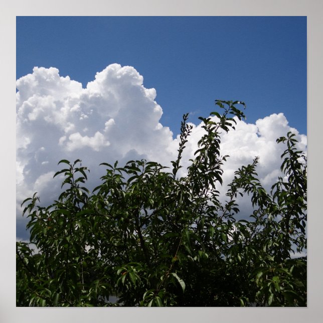 Poster Georgia Peach Tree Fluffy White Nuages (Devant)