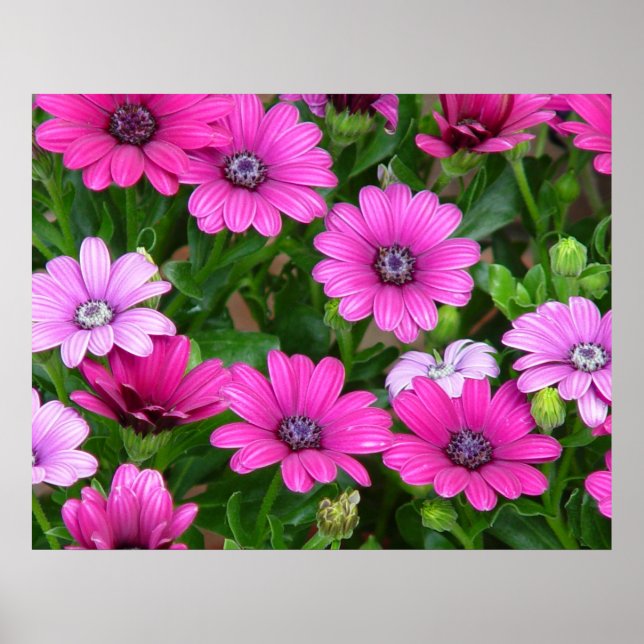 Poster Géranium de Cranesbill (Fleurs roses) Imprimer / P (Devant)