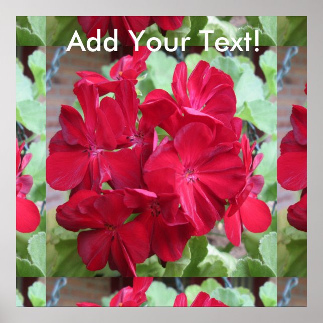 Poster Geranium Plant Red Floral (Devant)