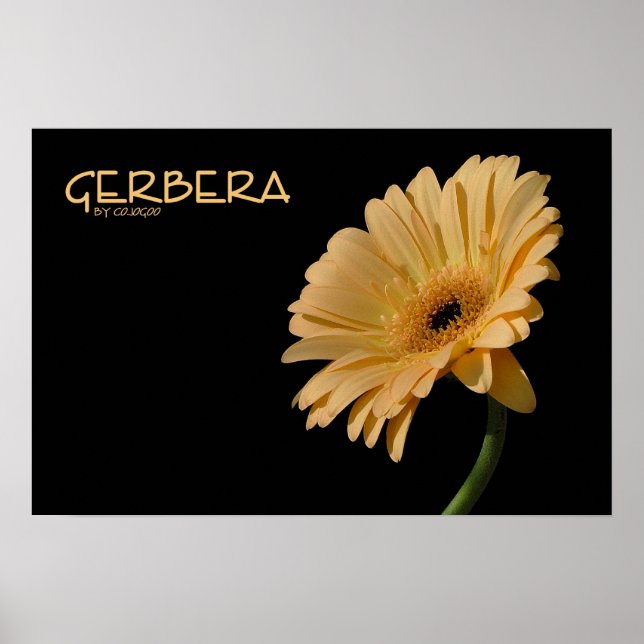 Poster Gerbera (Devant)