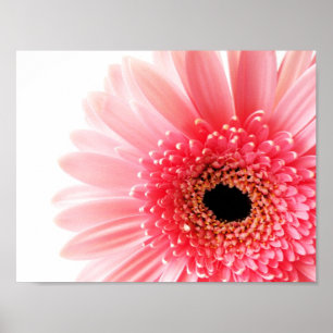 Poster Gerbera Daisy