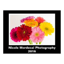 Poster Gerbera Daisy