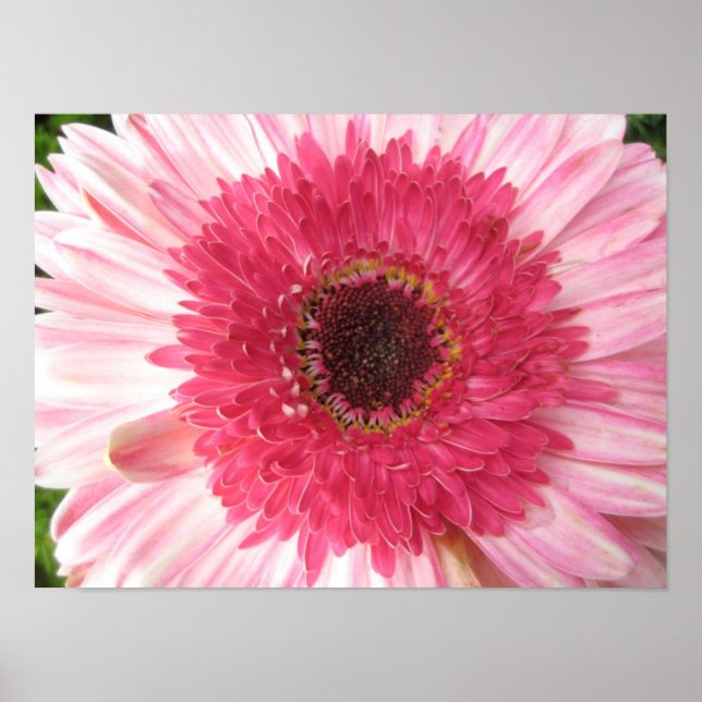 Poster Gerbera Daisy (Devant)