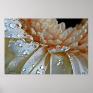 Poster Gerbera de pêche