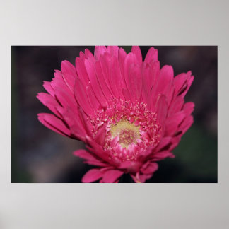 Poster Gerbera en fleurs sur toile