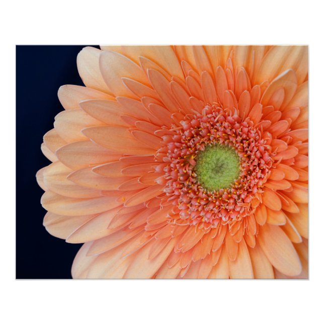 Poster Gerbera pêche (Devant)