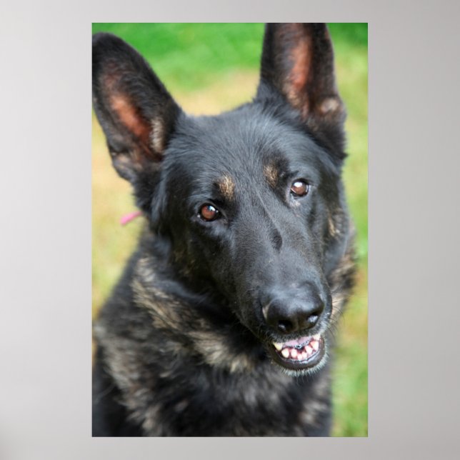 Poster German Shepherd (Devant)