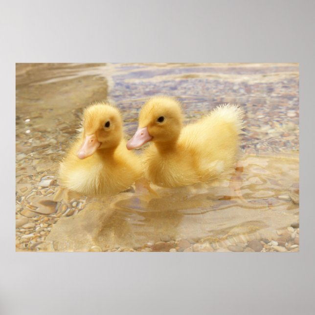 Poster Getty Images | Fuzzy Yellow Ducklings (Devant)
