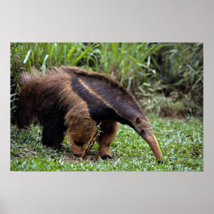 Poster Giant anteater (Myrmecophaga tridactyla)