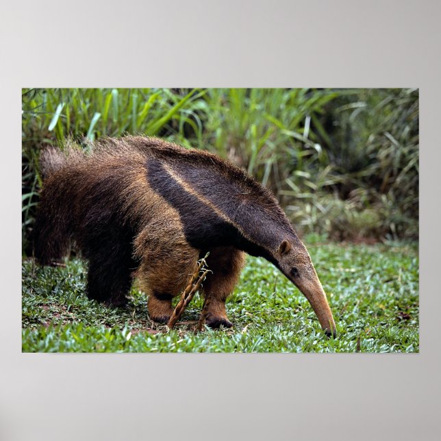 Poster Giant anteater (Myrmecophaga tridactyla) (Devant)