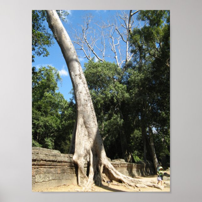 Poster Giant Banyan Tree ... Ta Prohm Temple, Cambodia (Devant)