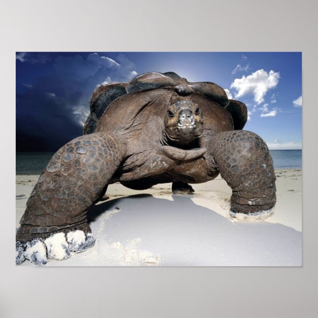 Poster Giant Tortoise (Devant)