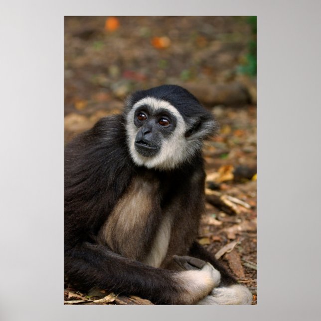 Poster Gibbon (Hylobates Lar) à poitrine blanche, singe (Devant)