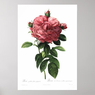 Poster Giganteo de flore de gallica de Rosa