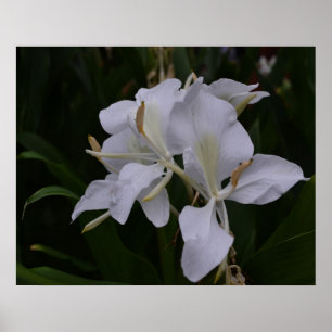 Poster Ginger Lily-0105