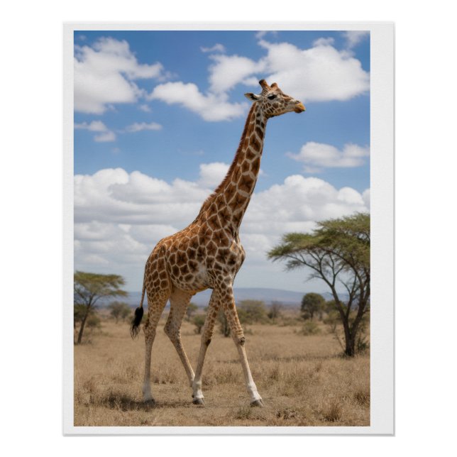 Poster Girafe majestueuse marchant à travers la savane af (Devant)