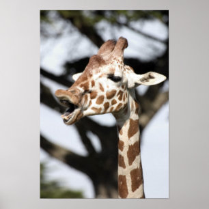 Poster Girafe réticulé au visage drôle, San Francisco