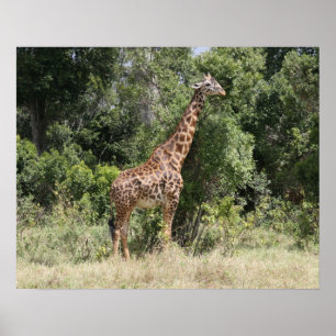 Poster girafe sauvage