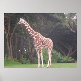 Poster girafes 002 toile