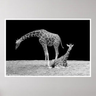 Poster girafes sous ciel africain la nuit noir blanc