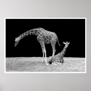 Poster girafes sous les cieux africains au blanc de noir