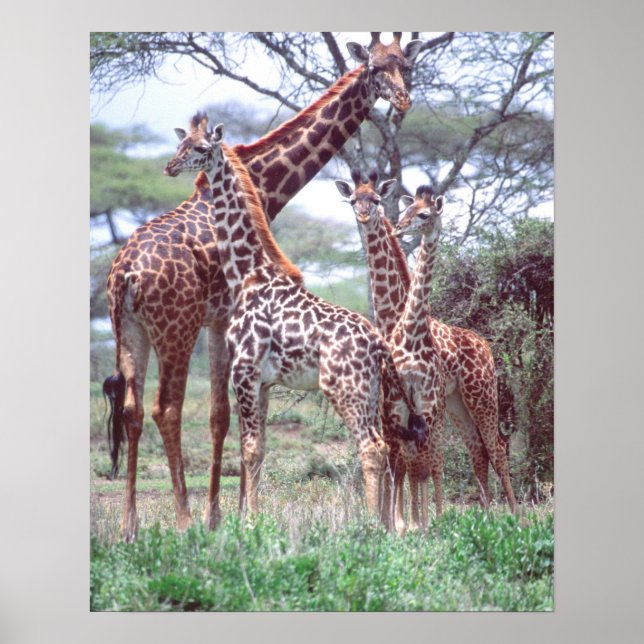 Poster Giraffa Group ou Herd avec Young, Giraffa (Devant)