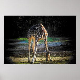 Poster Giraffe 2