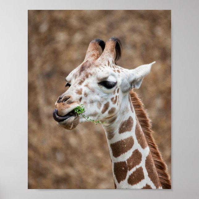 Poster Giraffe Grass mangeur (Devant)