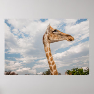 Poster Giraffe haut fermer