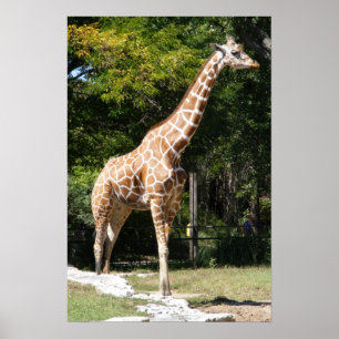 Poster Giraffe personnalisable