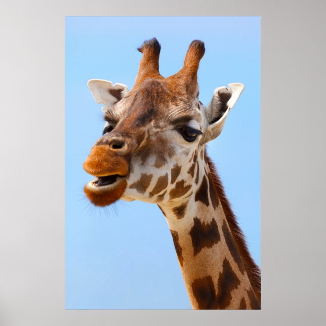 Poster Giraffe Portrait (Devant)