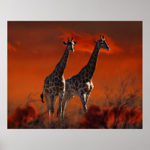 Poster Giraffe série de la vie sauvage sud-africaine