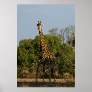 Poster Giraffe sud-africaine