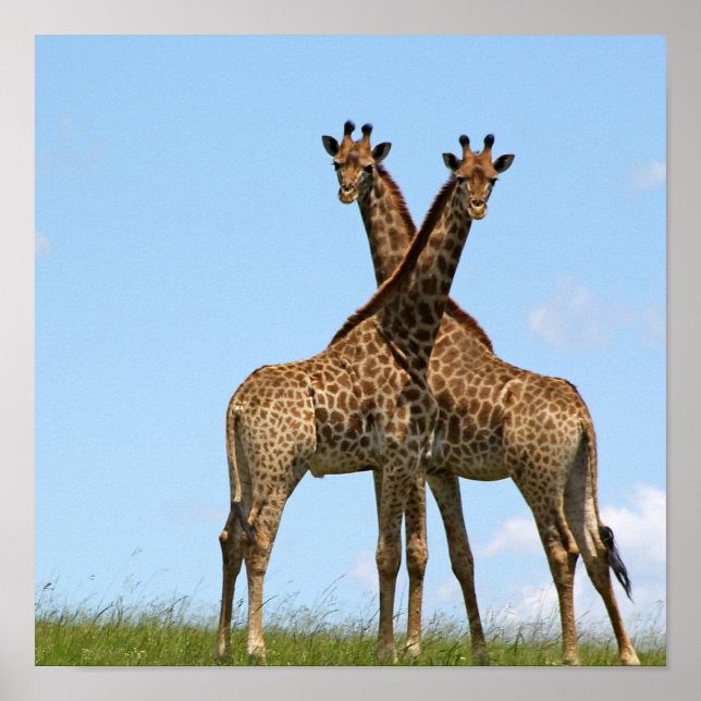 Poster Giraffe Twins (Devant)
