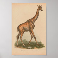 Giraffe vintage Art animal Imprimer Histoire natur