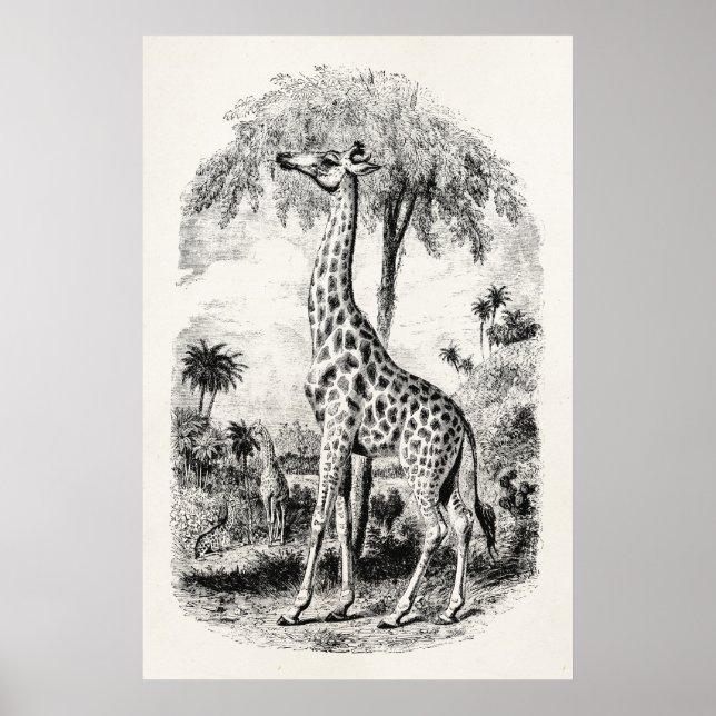 Poster Giraffe vintage Illustration d'animal personnalisé (Devant)