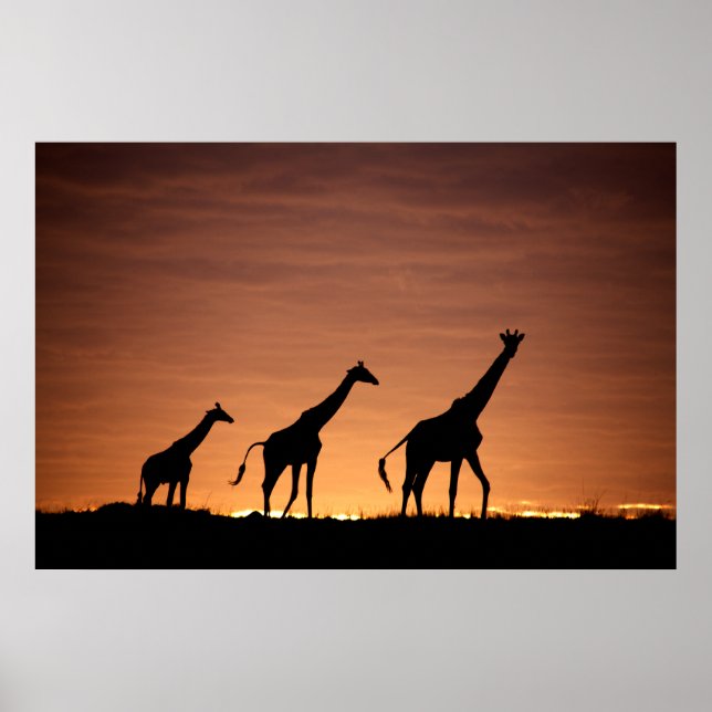 Poster Giraffes (Devant)