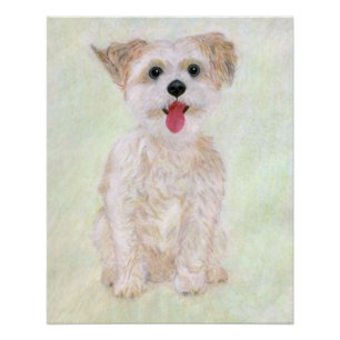 Poster glacé Morkie Dog