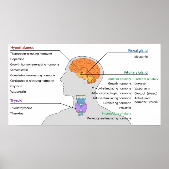 poster glandes endocrines  hormones de la tete  du zazzlefr