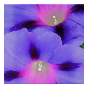 Poster Gloire artistique du matin violet et rose