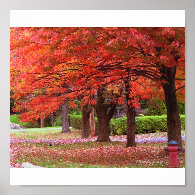 Poster Gloire d'automne rouge par MiySpirit (Devant)