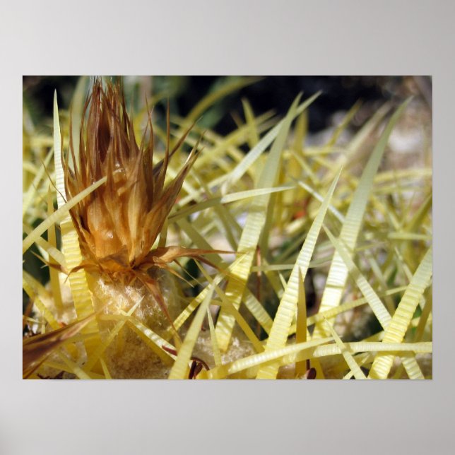 Poster Golden Barrel Cactus Flower, imprimer (Devant)
